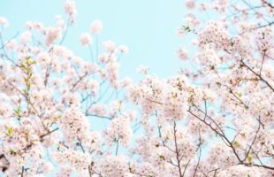 Spring sale toranoko